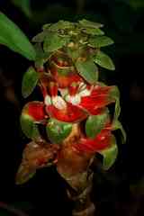 Costus claviger