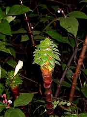 Costus claviger