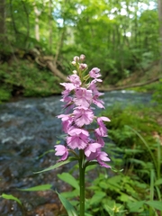 Platanthera grandiflora