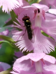 Platanthera grandiflora