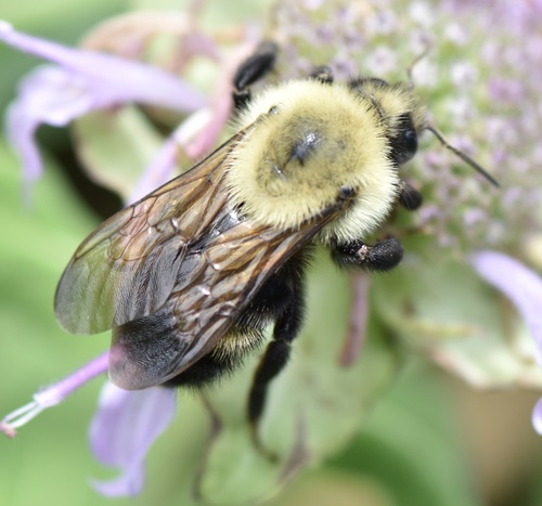 Lemon Cuckoo Bumble Bee