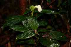 Chamaecostus congestiflorus