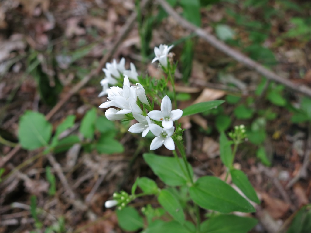 Houstonia purpurea var. purpurea