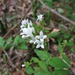 Houstonia purpurea purpurea - Photo (c) Evan M. Raskin, some rights reserved (CC BY), uploaded by Evan M. Raskin