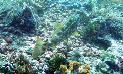 Lethrinus xanthochilus