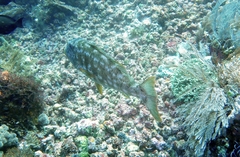 Lethrinus xanthochilus