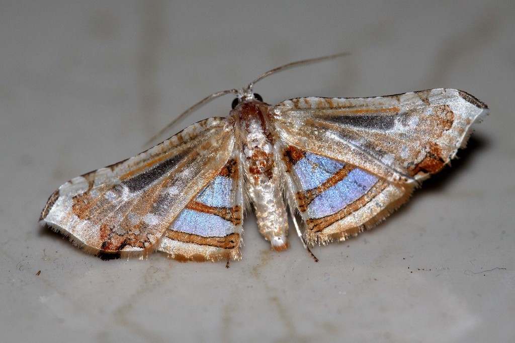 Herdonia thaiensis