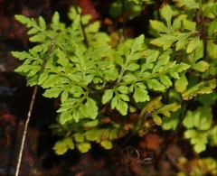 Cheilanthes tenuifolia