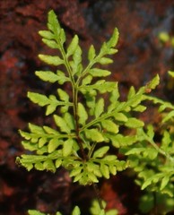 Cheilanthes tenuifolia