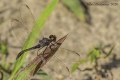 Erythrodiplax berenice