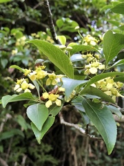 Euonymus carnosus