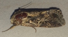 Spodoptera ornithogalli image