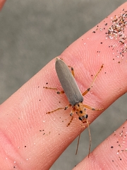 Copidita quadrimaculata