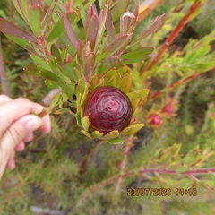 Leucadendron loeriense