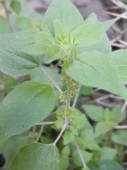 Parietaria debilis