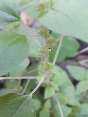 Parietaria debilis