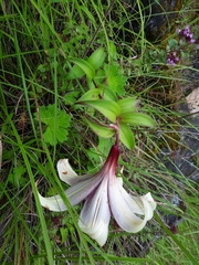 Lilium nepalense