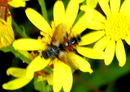 Red Spotted Parasite Fly, 3958 Amerongen, Nederland, photo 10 of 10
