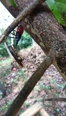 Euthyrhynchus floridanus