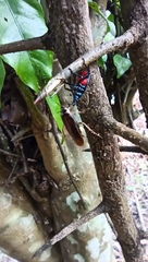 Euthyrhynchus floridanus