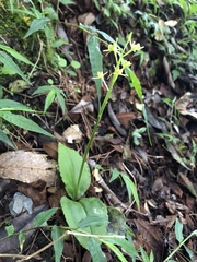 Liparis campylostalix