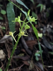 Liparis campylostalix