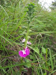 Pedicularis bifida