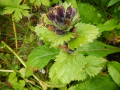 Dracocephalum grandiflorum
