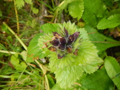 Dracocephalum grandiflorum