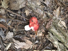 Russula silvicola