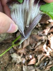 Arisaema limbatum