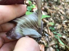 Arisaema limbatum
