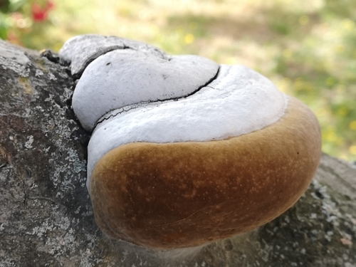 Phellinus alni nuotrauka