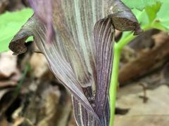 Arisaema limbatum