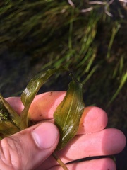 Potamogeton illinoensis