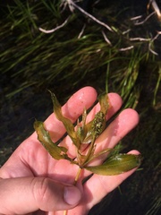 Potamogeton illinoensis