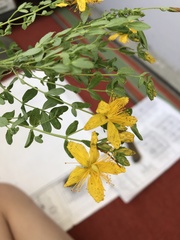 Hypericum perforatum