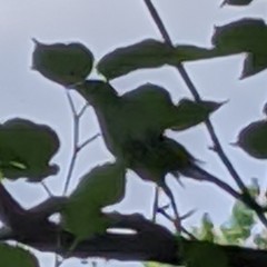 Dumetella carolinensis