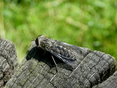 Tabanus autumnalis
