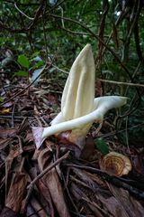 Amorphophallus prainii
