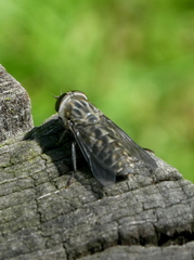 Tabanus autumnalis