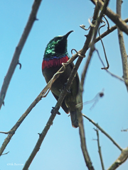 Cinnyris usambaricus