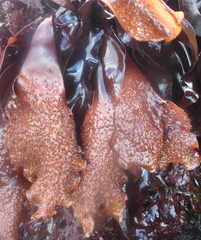 Chondracanthus