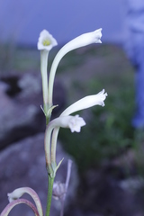 Polianthes nelsonii