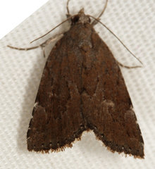 Cutina albopunctella