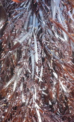 Prionitis lanceolata