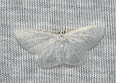 Protitame virginalis