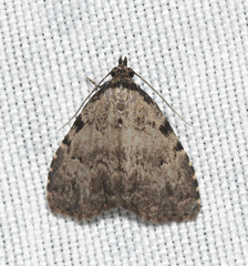 Dyspyralis puncticosta