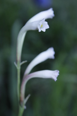Polianthes nelsonii