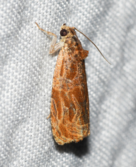Olethreutes nitidana